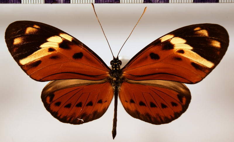 heliconius_numata_leopardus_artemis-standard.jpg