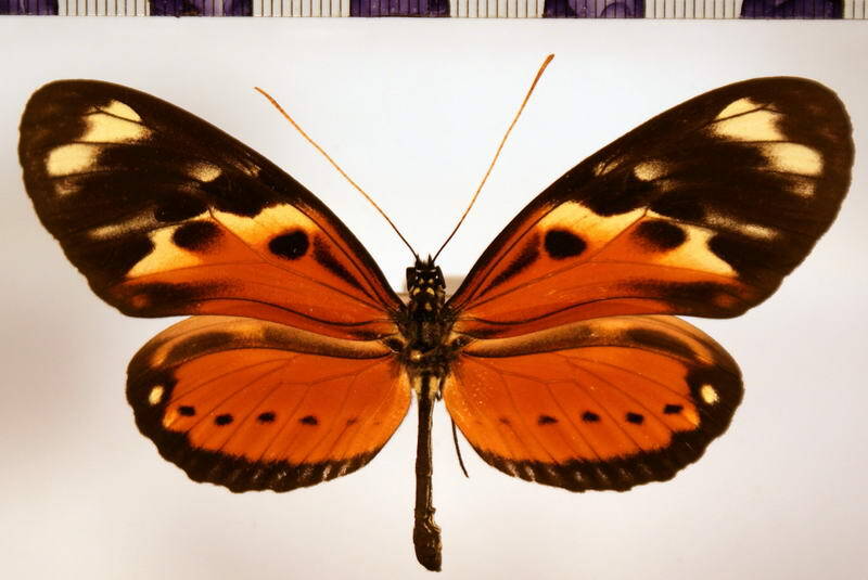 heliconius_numata_leopardus_confluens-standard.jpg
