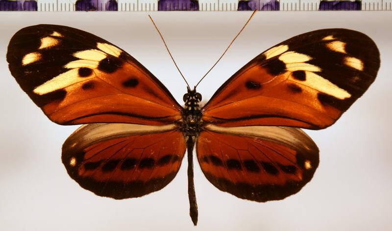 heliconius_numata_leopardus_m01-standard.jpg