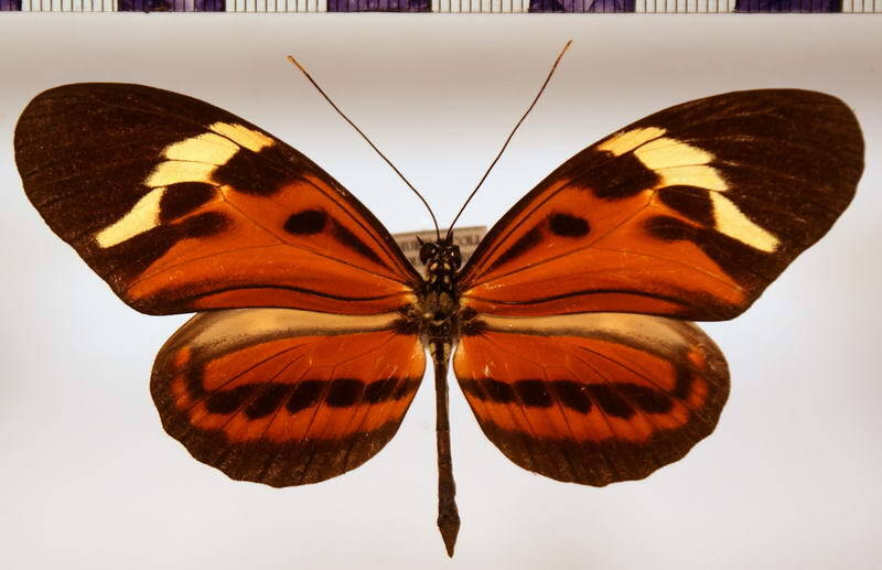 heliconius_numata_leopardus_m03-standard.jpg