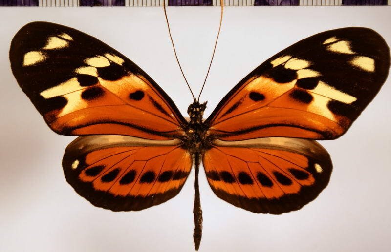 heliconius_numata_leopardus_spadicaria01-standard.jpg