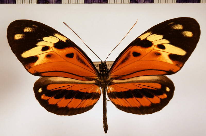 heliconius_numata_leopardus_spadicaria_ab-standard.jpg