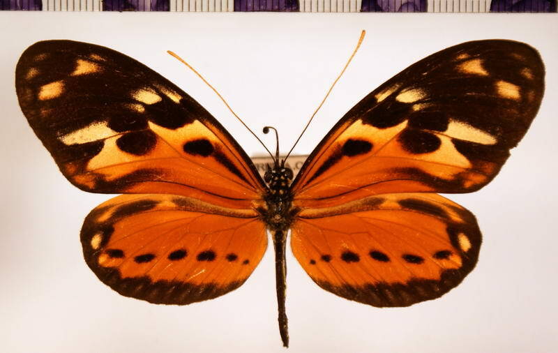 heliconius_numata_mirus_f01-standard.jpg