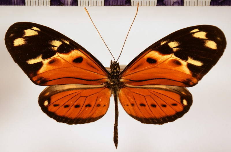 heliconius_numata_mirus_m03-standard.jpg