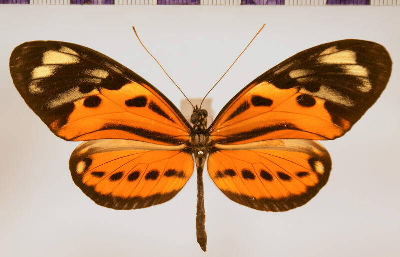 heliconius_numata_mirus_m04-standard.jpg