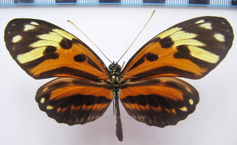 heliconius_numata_numata_f06_bresil-standard.jpg