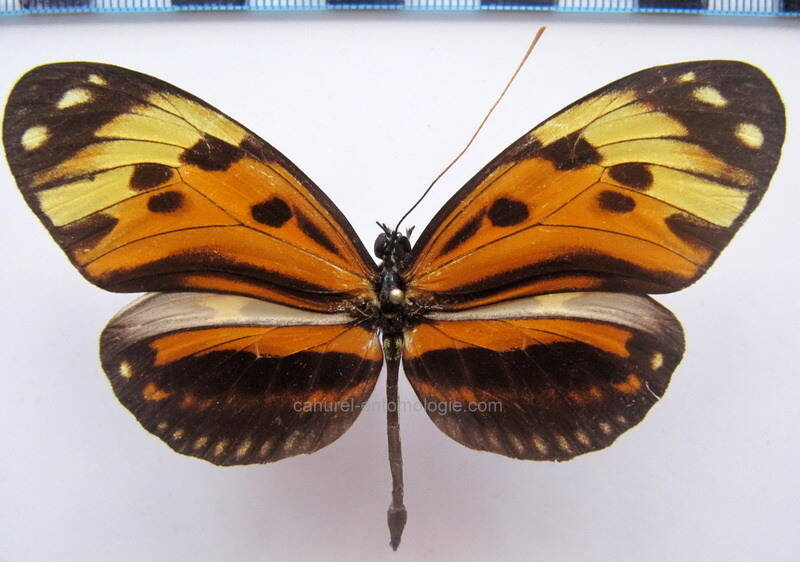 heliconius_numata_numata_m05_bresil-standard.jpg