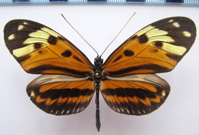 heliconius_numata_numata_m07_bresil-standard.jpg