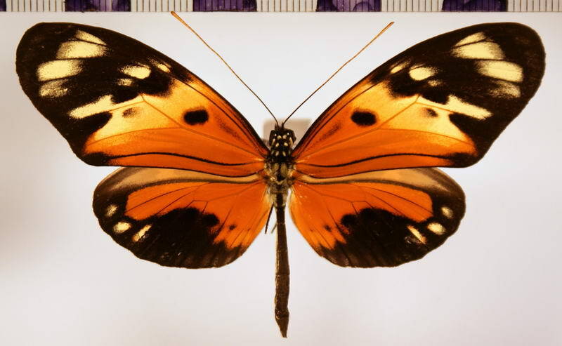 heliconius_numata_silvana01-standard.jpg