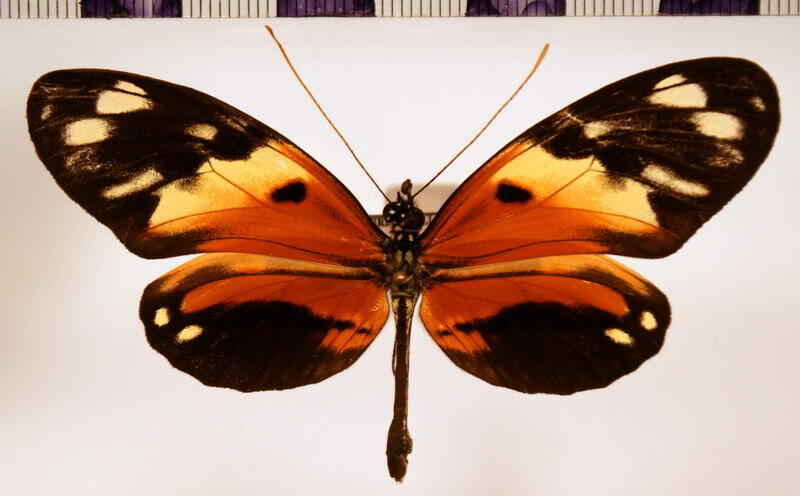 heliconius_numata_silvana02-standard.jpg