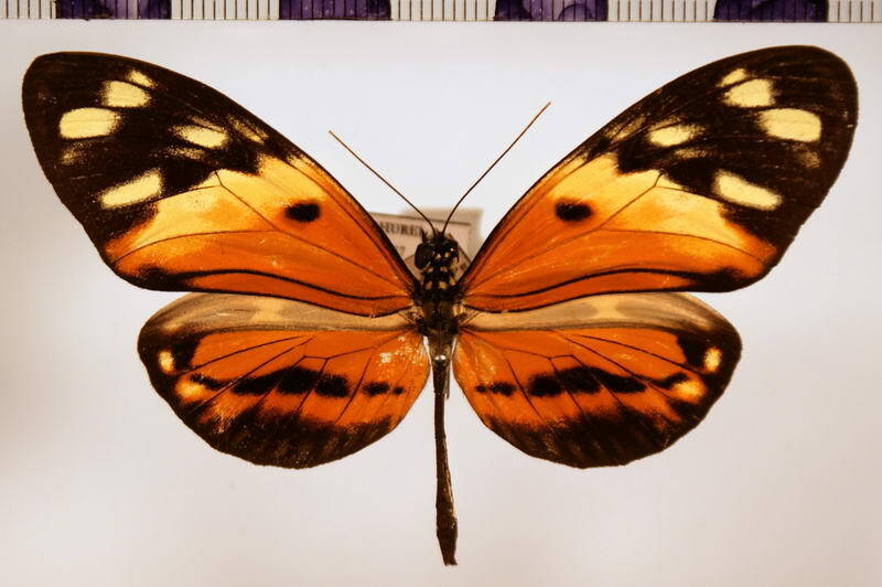 heliconius_numata_silvana_diffusa-standard.jpg