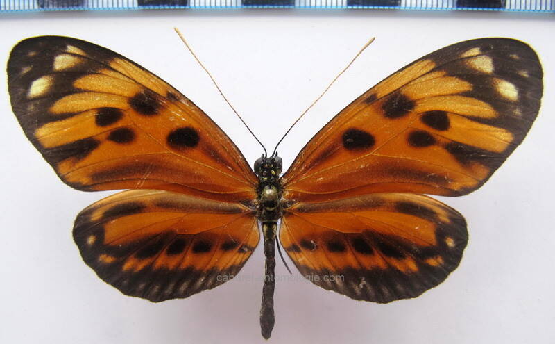 heliconius_numata_superioris_f01_bresil-standard.jpg