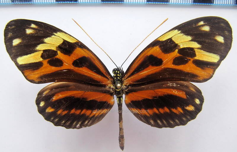 heliconius_numata_superioris_f02_bresil-standard.jpg