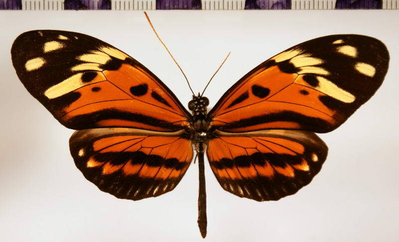 heliconius_numata_tarapotensis01-standard.jpg
