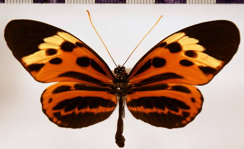 heliconius_numata_tarapotensis02-standard.jpg