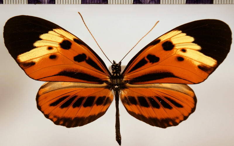 heliconius_numata_tarapotensis_gracilis01-standard.jpg