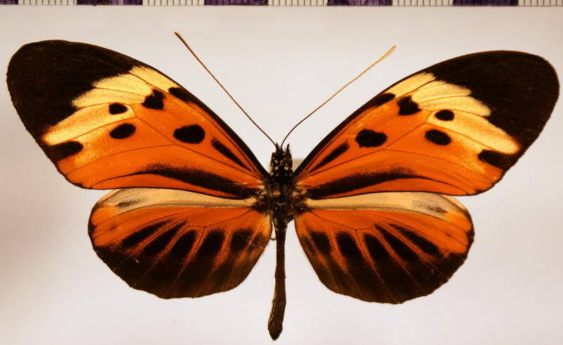 heliconius_numata_tarapotensis_gracilis02-standard.jpg