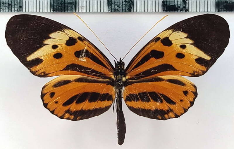 heliconius_numata_tarapotensis_m_per-standard.jpg