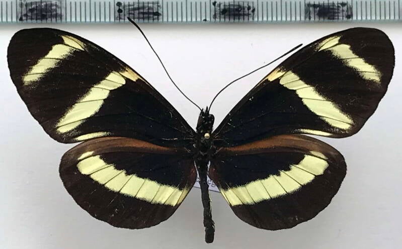 heliconius_pachinus_m_Coste Rica
