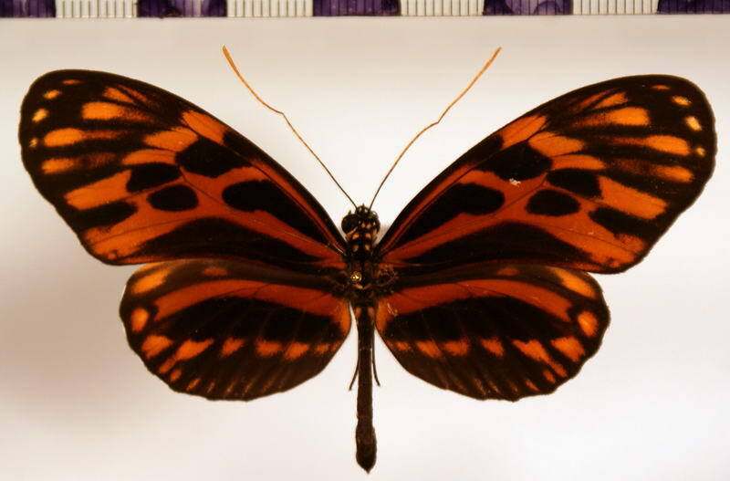 heliconius_pardalinus_butleri_f01-standard.jpg