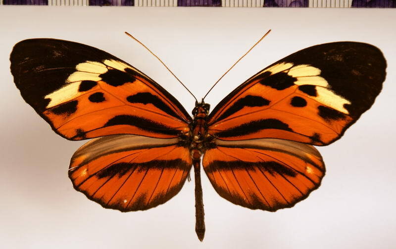 heliconius_pardalinus_sergestus-standard.jpg
