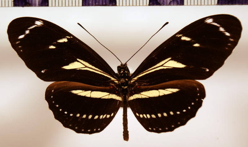 heliconius_peruvianus-standard.jpg