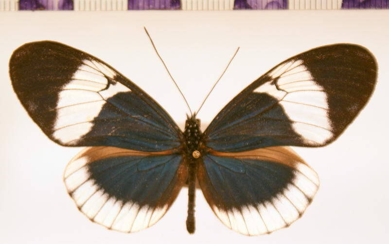 heliconius_sapho_candidus01_m_equateur-standard.jpg