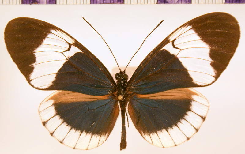 heliconius_sapho_candidus02_m_equateur-standard.jpg