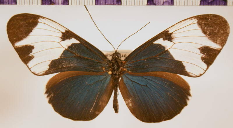 heliconius_sapho_leuce-standard.jpg