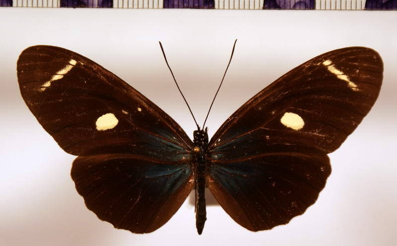 heliconius_sara_ab-standard.jpg