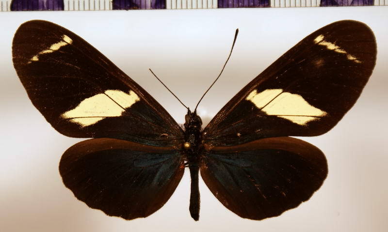 heliconius_sara_apseudes-standard.jpg