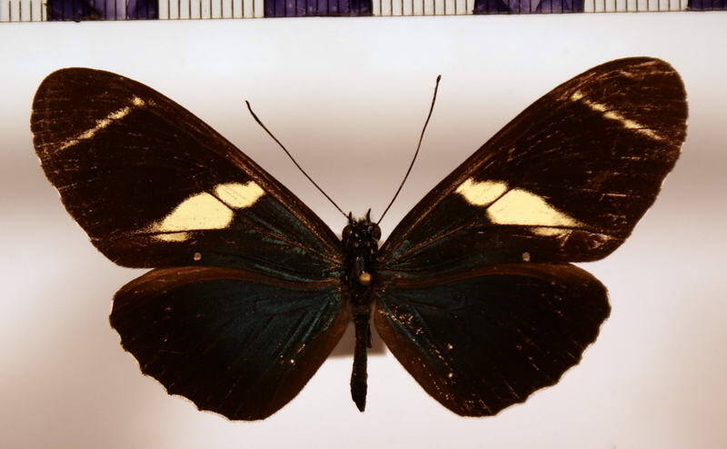 heliconius_sara_brevimaculata-standard.jpg