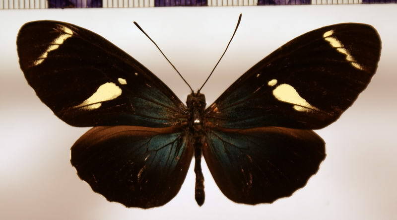 heliconius_sara_col01-standard.jpg