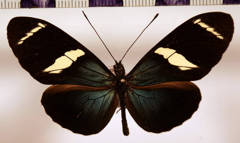 heliconius_sara_col02-standard.jpg