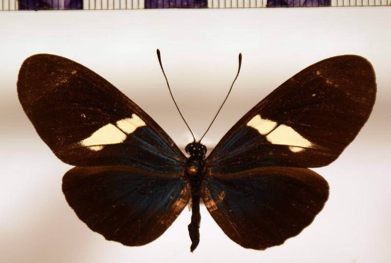 heliconius_sara_lilianae-standard.jpg