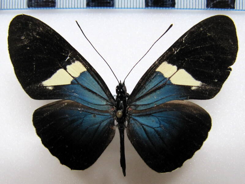 heliconius_sara_sara_eq_recto-standard-n2xvhf.jpg