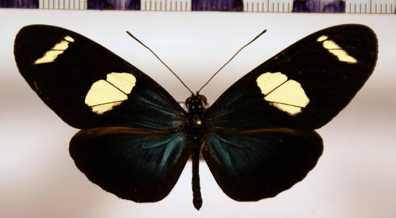 heliconius_sara_sara_gf-standard.jpg