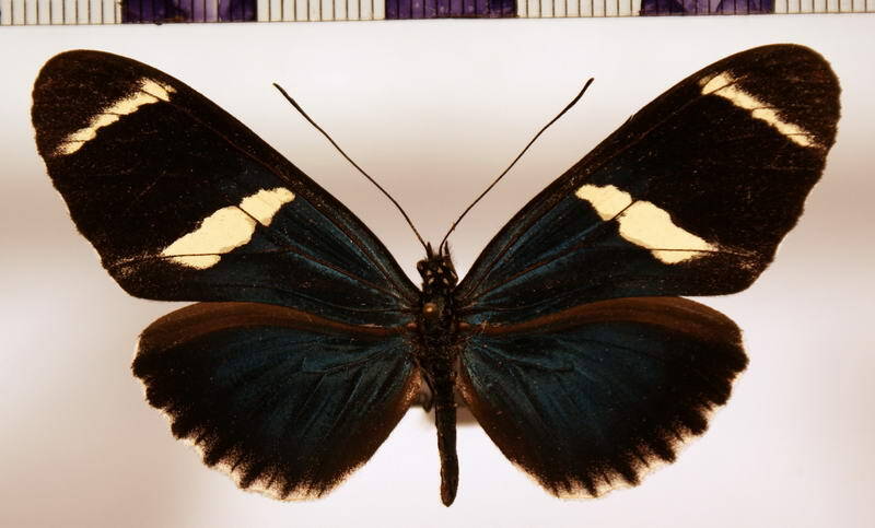 heliconius_sara_sprucei_eq01-standard.jpg
