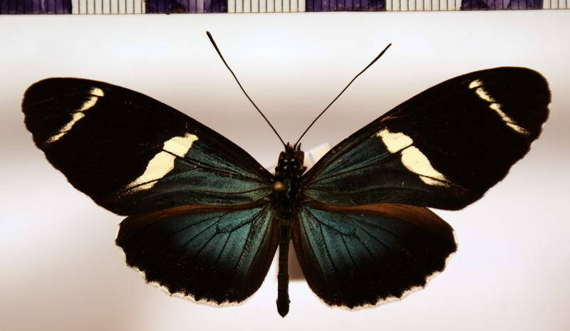 heliconius_sara_sprucei_eq02-standard.jpg