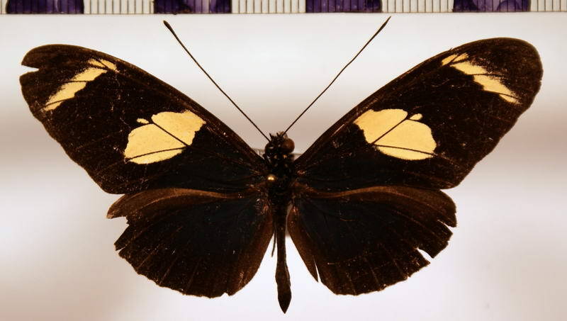 heliconius_sara_thamar_ab_gf-standard.jpg