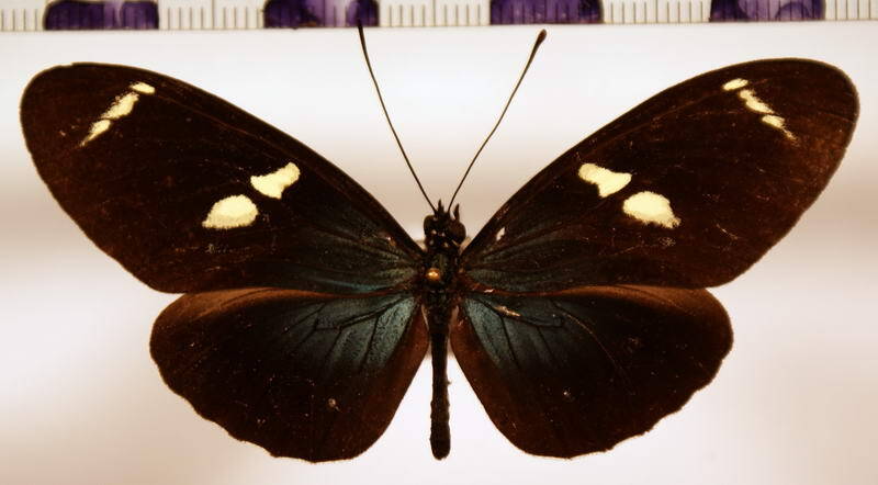 heliconius_sara_thamar_bol-standard.jpg