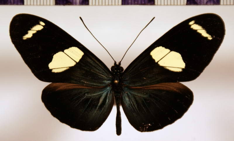 heliconius_sara_thamar_eq01-standard.jpg