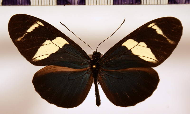 heliconius_sara_thamar_eq02-standard.jpg