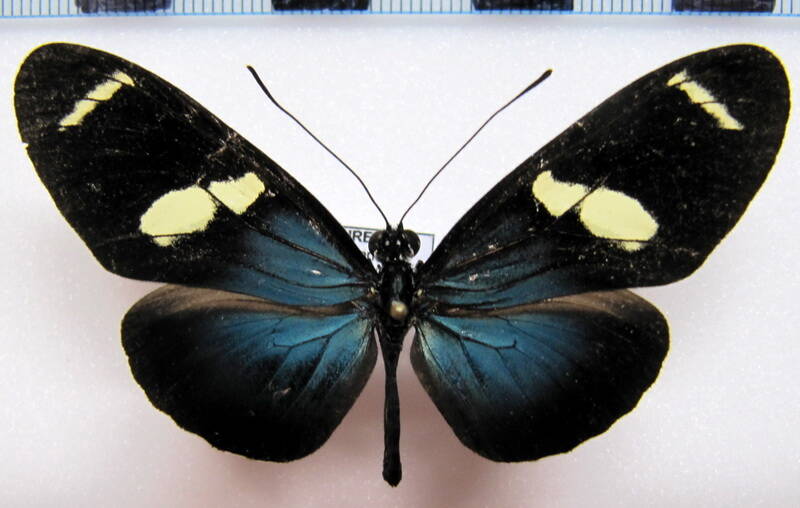 heliconius_sara_thamar_gf04-standard-b61yr1.jpg