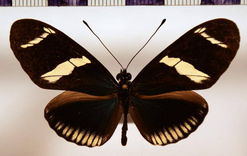 heliconius_sara_theudela-standard.jpg