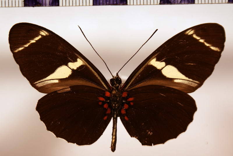 heliconius_sara_verso-standard.jpg