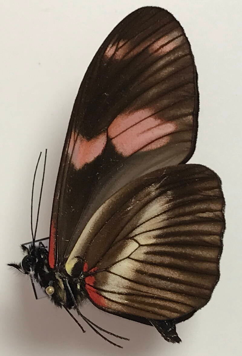 heliconius_telesiphe_sotericus_m_eq_v-standard-1dx17d.jpg