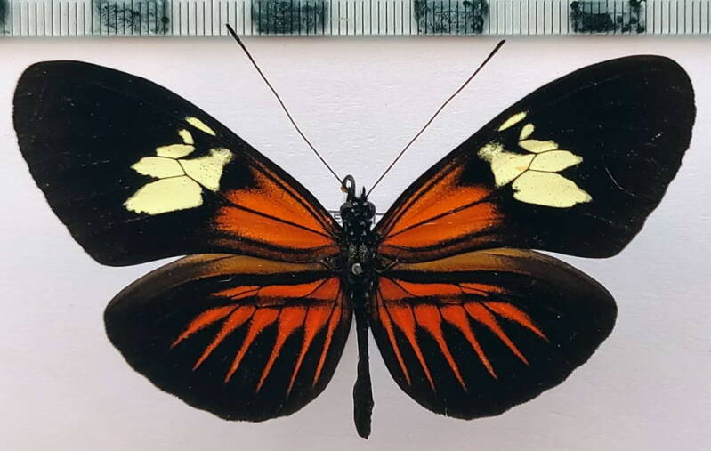 heliconius_timareta_f-strandi_f_Equateur