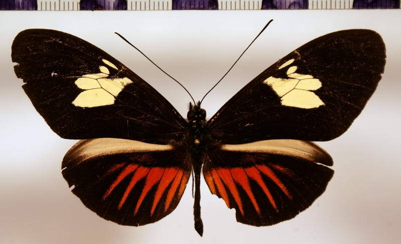 heliconius_timareta_f-virgata-Equateur