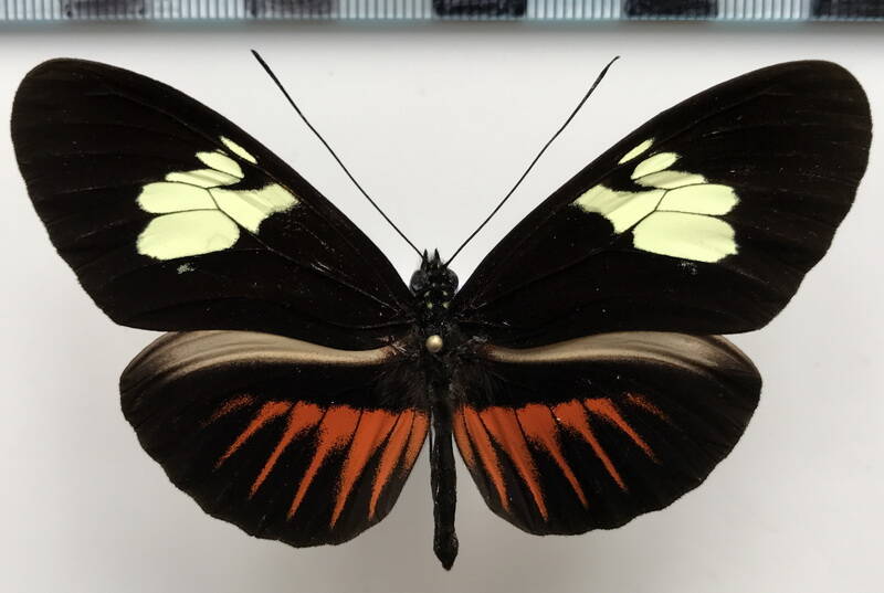 heliconius_timareta_f-virgata_m_Equateur